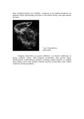 Plėšrūs mikroorganizmai 9 puslapis