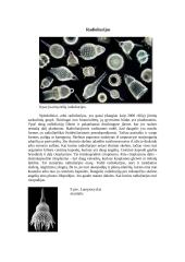 Plėšrūs mikroorganizmai 10 puslapis