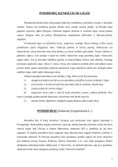 Prieskoninės daržovės 2 puslapis