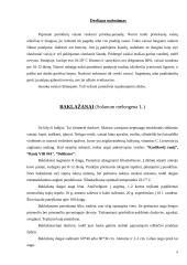 Prieskoninės daržovės 6 puslapis