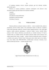 Prokuratūros samprata ir jos uždaviniai 11 puslapis