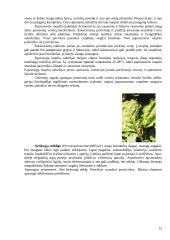 Raudonieji burokėliai 12 puslapis