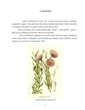 Rausvojo sausučio ir Manglezo sausučio morfologiniai požymiai 3 puslapis