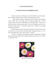 Rausvojo sausučio ir Manglezo sausučio morfologiniai požymiai 4 puslapis