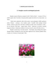 Rausvojo sausučio ir Manglezo sausučio morfologiniai požymiai 7 puslapis