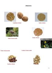 Riešutų rušys 11 puslapis