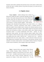 Riešutų rušys 5 puslapis