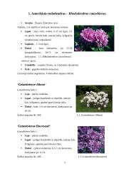 Rododendrai 5 puslapis