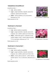 Rododendrai 6 puslapis