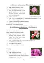 Rododendrai 8 puslapis