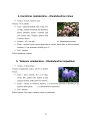 Rododendrai 10 puslapis