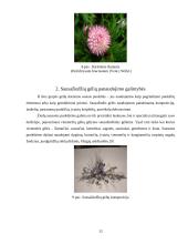 Sausažiedės gėlės ir jų panaudojimo galimybės 12 puslapis