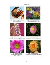 Sausažiedės gėlės ir jų panaudojimo galimybės 15 puslapis