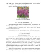 Sausažiedės gėlės ir jų panaudojimo galimybės 7 puslapis