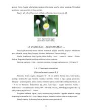 Sausažiedės gėlės ir jų panaudojimo galimybės 8 puslapis