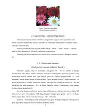 Sausažiedės gėlės ir jų panaudojimo galimybės 9 puslapis