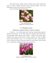 Sausažiedės gėlės ir jų panaudojimo galimybės 10 puslapis