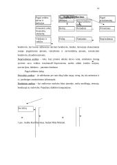 Audito Jungtinėse Amerikos Valstijose (JAV)  ypatumai lyginant su Lietuva 13 puslapis