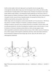 Skystinis chromatografas su masių spektrometru 13 puslapis