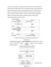 Bankų vaidmuo didinant pinigų pasiūlą 11 puslapis