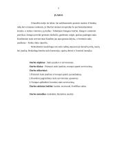 Stalo įrankiai ir serviravimas 2 puslapis