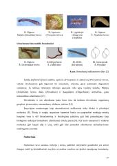 Bioindikatoriai: tipai, charakteristikos, taikymas 17 puslapis