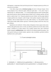 Tvarto rekonstrukcija į 64 vietų karvidę 11 puslapis