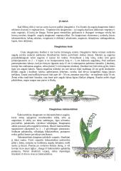 Vegetatyvinis dauginimasis 2 puslapis