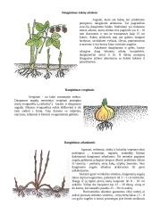 Vegetatyvinis dauginimasis 3 puslapis