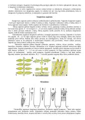 Vegetatyvinis dauginimasis 4 puslapis