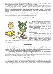 Vegetatyvinis dauginimasis 5 puslapis