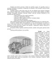 Vertikalusis želdinimas 8 puslapis