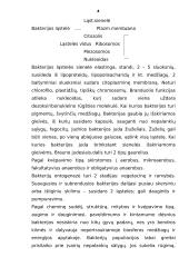 Virusai ir bakterijos 4 puslapis