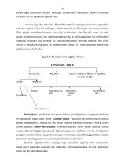 Ilgalaikio turto apskaita įmonėje: UAB "Bentlis" 20 puslapis