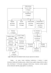 Telšių rajono moksleivių gyvenančių daugiau kaip tris kilometrus nuo mokyklų vežiojimo analizė 6 puslapis