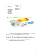 Inovacinis projektas: suspausto oro varomų automobilių remonto paslaugos kūrimas 17 puslapis
