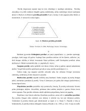 Kavos vartotojų elgsenos tyrimas 12 puslapis