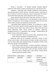 Kultūros įtaka organizacijos efektyvumui 7 puslapis