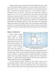 Lazeriai ir fraktalinė šviesa 5 puslapis
