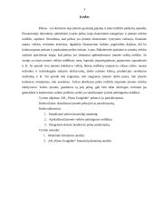 Pelno bei jo pasiskirstymo analizė: AB "Pieno žvaigždės" 2 puslapis