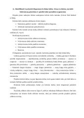 Kursinis projektas: Kauno Soboro eksterjero restauracija 15 puslapis