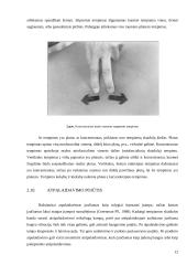 Miofascialinio atpalaidavimo taikymas koneziterapijoje 12 puslapis