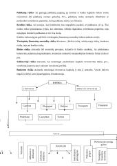 Rizikos valdymas ir verslo draudimas 7 puslapis
