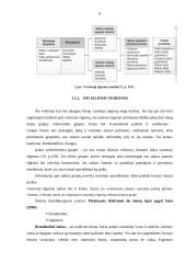 Vartojimo  prekių ir gamybinės paskirties prekių pirkimo procesas 6 puslapis