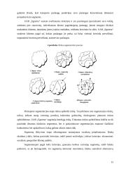 Vidaus marketingas: UAB "Egzema" 15 puslapis