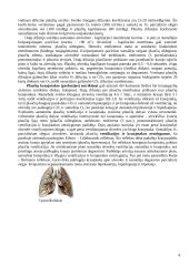 Plaučių ventiliacijos, dujų difuzijos ir perfuzijos sutrikimai 4 puslapis