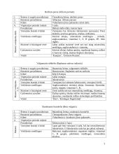 Daržovių morfologinės, biologinės savybės ir jų klasifikacija 2 puslapis