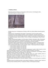 Gamybinės praktikos ataskaita: statybos įmonė "Iglus" 7 puslapis