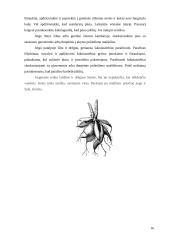 Mokomosios praktikos ataskaita: gėlininkystė 16 puslapis