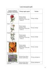 Mokomosios praktikos ataskaita: gėlininkystė 4 puslapis